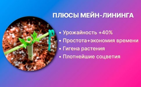 2--Chto-daet-Mejn-Lining.jpg