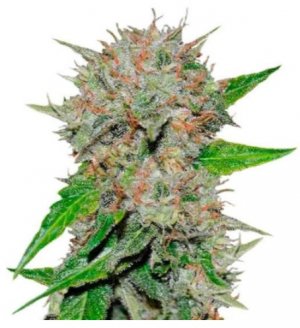 deep mandarine.jpg