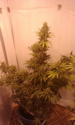 400ca7b43ccf.jpg